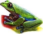 Blue-sided Leaf Frog,Illustration