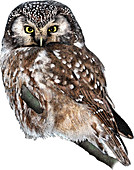 Boreal Owl,Illustration