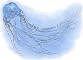 Box Jellyfish,Illustration