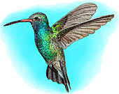 Broad-billed Hummingbird,Illustration