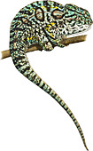 Carpet Chameleon,Illustration