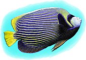 Emperor Angelfish,Illustration