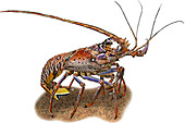 European Spiny Lobster,Illustration