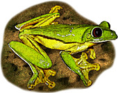 Gliding Tree Frog,Illustration