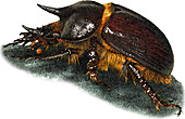 Gopher Beetle,Illustration