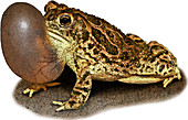 Great Plains Toad,Illustration