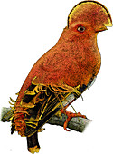 Guianan Cock-of-the-rock,Illustration