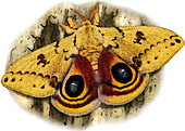 Io Moth,Automeris io,Illustration