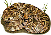 Mohave Rattlesnake,Illustration