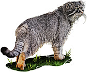Pallas's Cat,Illustration