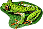 Red Eyed Leaf Frog,Illustration