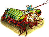 Peacock Mantis Shrimp,Illustration