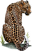 Persian Leopard,Illustration
