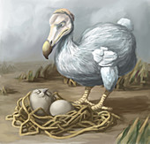 Dodo Bird,Illustration