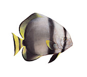 Orbicular Batfish,Illustration