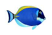 Powder Blue Tang,Illustration