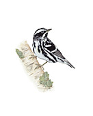 Black and White Warbler,Illustration