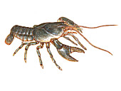 Crayfish,Illustration
