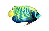 Emperor Angelfish,Illustration