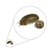 Pillbug,Illustration