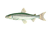 Rainbow Smelt,Illustration