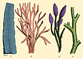 Silurian Plants,Illustration