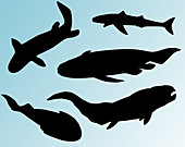 Prehistoric Fishes,Illustration