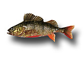 Ray-Finned Fish,Illustration
