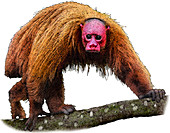 Bald Uakari,Illustration