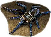 Cobalt Blue Tarantula,Illustration
