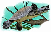 Fly River Turtle,Illustration