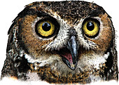 Great Horned Owl,Illustration