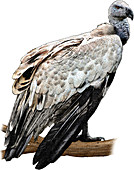 Griffon Vulture,Illustration