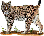 Iberian Lynx,Illustration