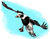 Long Tailed Duck,Illustration