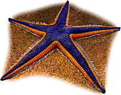 Royal Starfish,Illustration