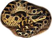 Southern Hognose Snake,Illustration
