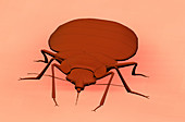 Bedbug,Illustration