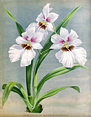 Orchid,Illustration
