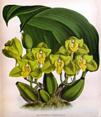 Orchid,Illustration