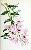 Orchid,Illustration