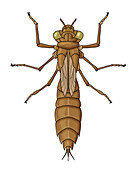 Dragonfly Larvae,Illustration