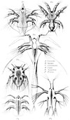 Copepods,Nauplius Larvae,Illustration