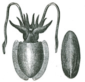 Cuttlefish,Illustration