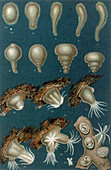 Coral Development,Illustration