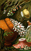 Sea Anemones,1860,Illustration