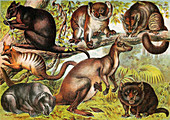 Marsupials,Illustration