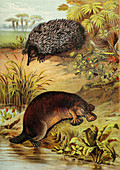 Echidna and Platypus,Illustration
