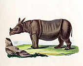 Javan Rhinoceros,Illustration