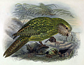 Kakapo,Endangered Species,Illustration
